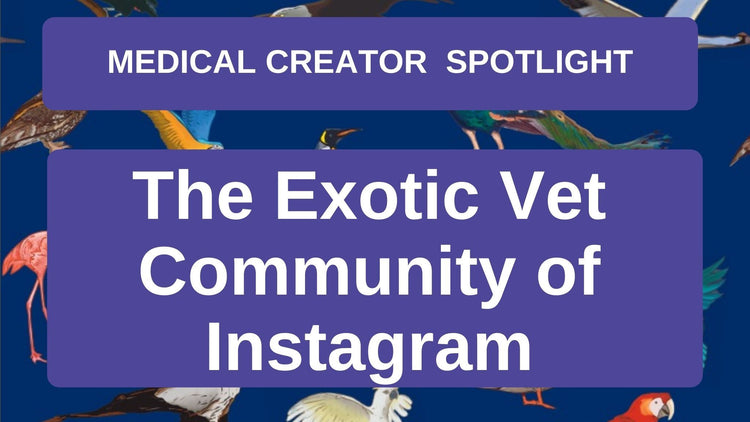Medical Creator Spotlight: The Exotic Vet Community of Instagram